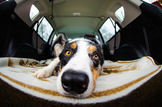 Comment enlever les poils d'animaux de sa voiture en 2024 : astuces et conseils