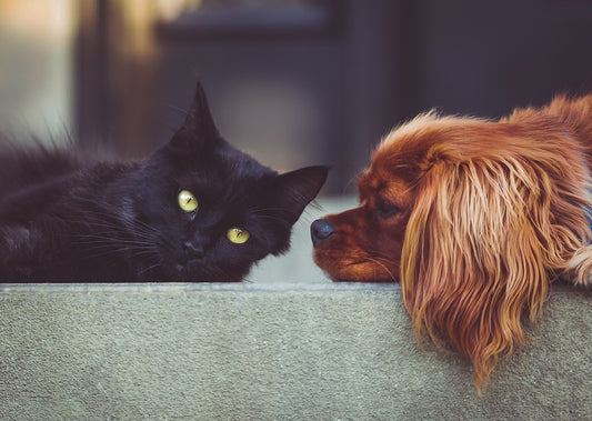 Les avantages et inconvénients des accessoires de nettoyage de poils d'animaux : comment choisir le meilleur outil pour éliminer les poils d'animaux en 2023 ?