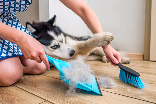 Les meilleurs moyens d'enlever les poils d'animaux de votre maison en 2023