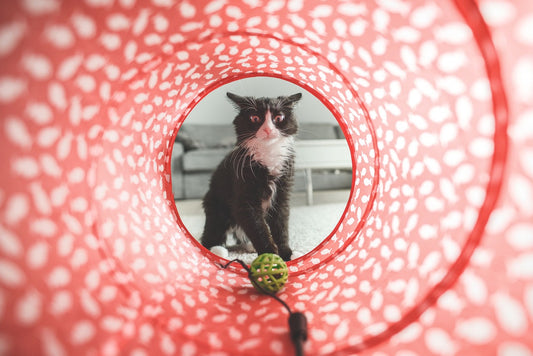 Comment choisir le meilleur jouet pour votre chat en 2023 : caractéristiques à rechercher et types à éviter.